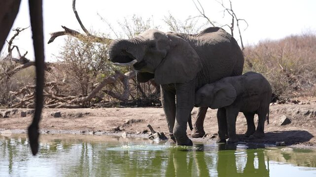 African Elephant (Loxodonta africana) baby nursing. Both are underweight after a long winter dry season, but hopefully spring rains will come soon to bring new plant growth. Slow motion, 25% natural