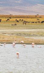 Adventures in the Ngorongoro savannah to see the wilderness life