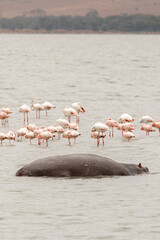 Adventures in the Ngorongoro savannah to see the wilderness life of the hippos