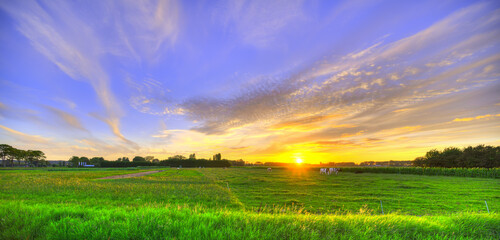 Sunset over some cows grazing the meadows in a rural part of The Netherlands.