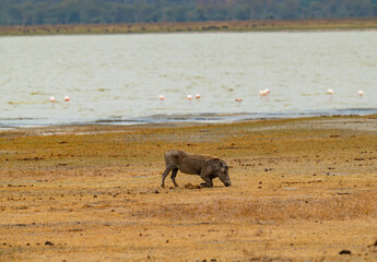 Adventures in the Ngorongoro savannah to see the wilderness life