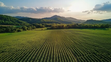 Obraz premium Aerial view of perfectly aligned rows of crops stretching towards the horizon, creating a mesmerizing agricultural landscape at sunset