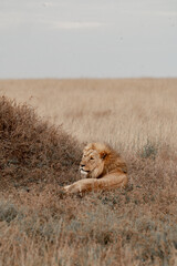 Adventures in the Serengeti savannah to see the wilderness life of the lions