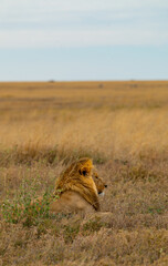 Adventures in the Serengeti savannah to see the wilderness life of the lions