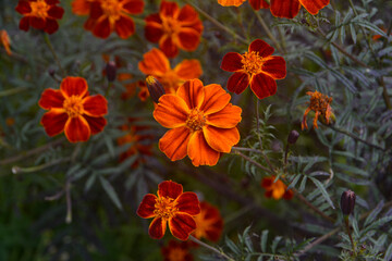red and yellow flowers in gangtok sikkim