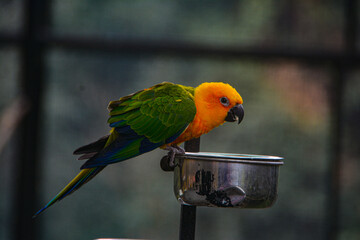 red and yellow macaw in sikkim