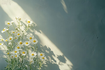A bouquet of daisies casts soft shadows against a textured wall, creating a serene atmosphere.