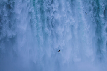 birds flying in front of waterfall
