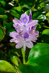 Purple inflorescences of an aquatic invasive plant, Water hyacinths Eichhornia azurea, five-petaled...
