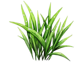 Obraz premium Vibrant Green Grass Blades with Dew Drops: A Detailed Illustration of Nature's Beauty