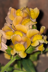 Fototapeta premium Yellow Blossom Close-Up by Aravind Reddy Tarugu