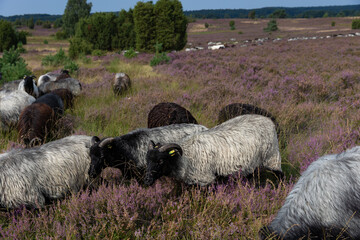 Große Heidschnucken und Ziegenherde in der Lüneburger Heide zwischen Undeloh und Wilsede