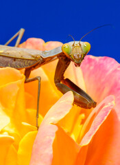 Hierodula transcaucasica - predatory insect on a yellow rose flower against a blue sky, Ukraine