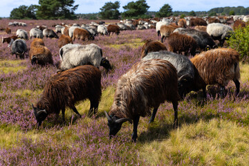 Große Heidschnucken- und Ziegenherde in der Lüneburger Heide bei Niederhaverbeck