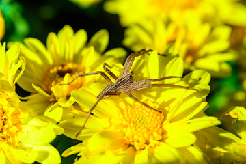 The nursery web spider Pisaura mirabilis - brown spider waits for its prey on yellow aster flowers in the garden
