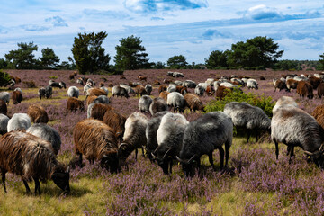 Große Heidschnucken- und Ziegenherde in der Lüneburger Heide bei Niederhaverbeck