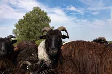 Große Heidschnucken- und Ziegenherde in der Lüneburger Heide bei Niederhaverbeck