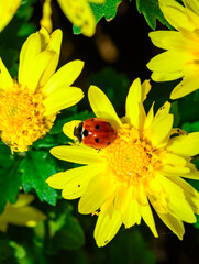 Fototapeta premium Ladybug beetle on the petals of a yellow chrysanthemum in the garden, Ukraine