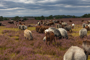 Große Heidschnucken- und Ziegenherde in der Lüneburger Heide bei Niederhaverbeck
