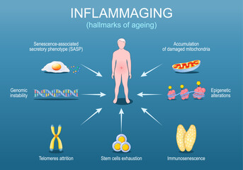 Inflammaging. Hallmarks of ageing. Chronic inflammation