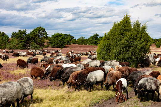 Gro&szlig;e Heidschnucken- und Ziegenherde in der L&uuml;neburger Heide bei Niederhaverbeck