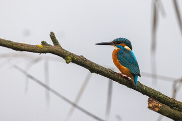 Martin pescatore, river kingfisher, nell'oasi naturalistica di Manzolino.