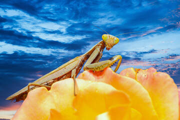 Hierodula transcaucasica - predatory insect on a yellow rose flower against a blue sky, Ukraine
