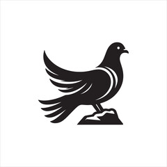 dove bird on white background