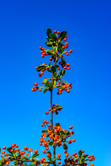 Pyracantha sp. - ornamental plant with red - yellow fruits with seeds against blue sky in garden