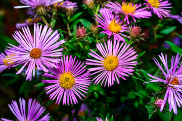Fototapeta premium Red flowers with yellow stamens Aster in autumn in the garden, Ukraine