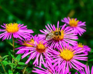 Honeybee collects nectar and pollen on red flowers with yellow stamens Aster in autumn in the garden, Ukraine