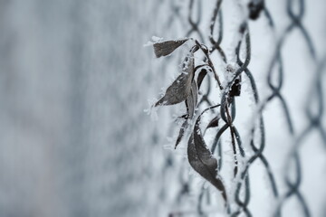 Gefrorene Blätter an einem Zaun