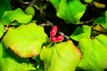 Dogwood Cornus sp. - Red fruits on a background of green leaves in the garden in autumn, Ukraine