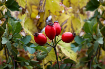 Dog-rose fruit