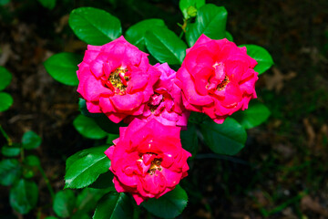 Obraz premium red rose flowers in autumn in the garden, Ukraine