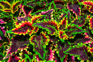 Coleus sp. - a group of plants with bright leaves in the collection of a botanical garden, Ukraine