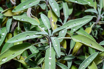 Growing Sage Plants, Water droplets on non-wetting leaves in autumn in garden, Ukraine