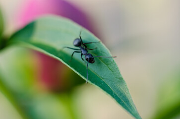 Fototapeta premium black ant on green leaf 