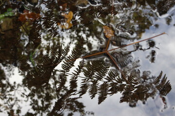 A photograph of reflections of bracken ferns in a shallow pool on a footpath in a forest woodland