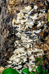 Wood-decomposing saprotrophic fungi on the surface of an old rotten tree trunk, Ukraine