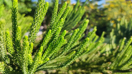 Close up of vibrant green pine leaves in natural sunlight