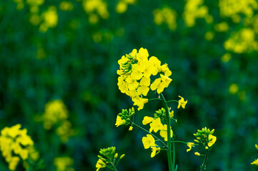 Fleur de colza en gros plan, champ de colza en fond