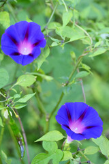 closeup the white blue color annual vine flower growing with leaves and vine in the garden soft focus natural green brown background.