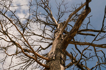 Lightning-Split Tree with Metal Hoop Bracing the Dead Trunk