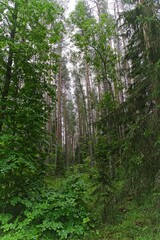  Valaam Island, Russia, July 12, 2024. A typical view of the forest on the island.                              