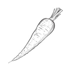 Carrot in sketch style. Vintage style isolated on white background. Vector image. Perfect for vegetable related designs.