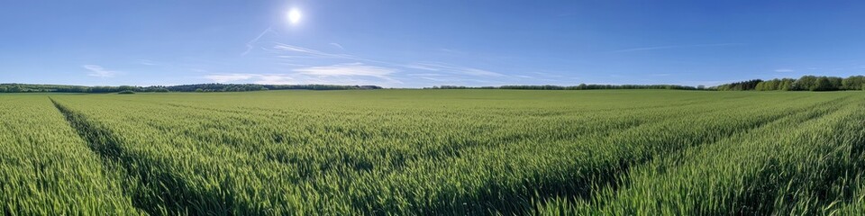 Vast green field under a bright blue sky with endless horizon and fresh grass