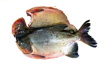 Tambaqui Colossoma macropomum traditional Brazilian freshwater fish from the Amazon and Pantanal.