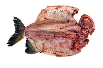 Tambaqui Colossoma macropomum traditional Brazilian freshwater fish from the Amazon and Pantanal.