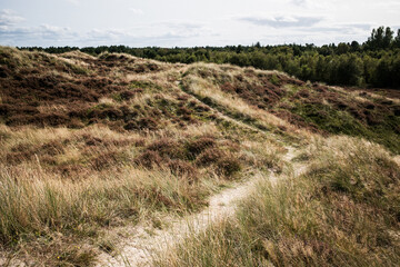 Sunny dune landscape in Denmark